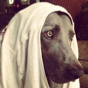 Meet your Posher, Todd